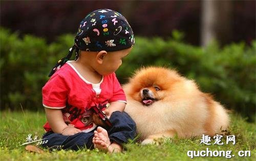 想养一只博美犬?你了解它的特性吗?