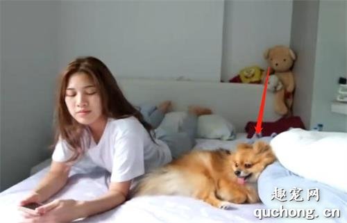 想养一只博美犬?你了解它的特性吗?