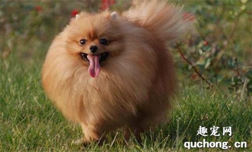 想养一只博美犬?你了解它的特性吗?