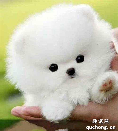 想养一只博美犬?你了解它的特性吗?