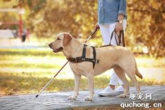 <b>导盲犬是什么品种的狗狗？</b>