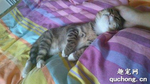猫咪抽搐怎么回事 猫咪睡觉抽搐原因介绍