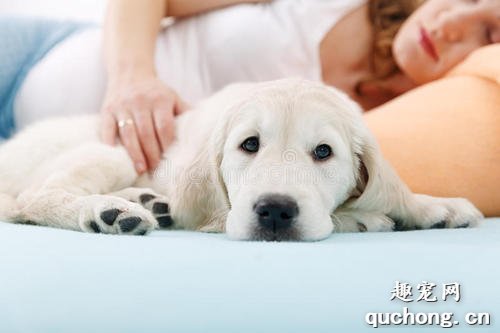 狗狗抽搐不止,什么原因导致的?