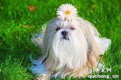 <b>宠物冠状病毒是什么引起的 宠物得冠状病毒的患病原因</b>