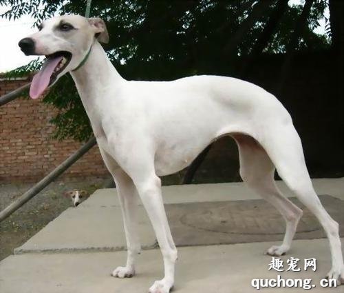 惠比特犬吃什么美毛?如何调理惠比特犬的饮食