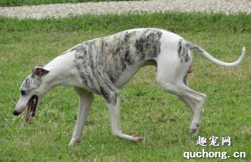 惠比特犬吃什么美毛?如何调理惠比特犬的饮食