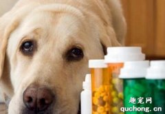 <b>狗狗感冒了吃什么药？狗狗感冒常用药</b>