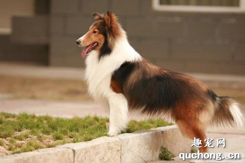狗狗后腿无力、站立困难该怎么办?