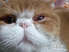 <b>猫咪结膜炎症状与治疗方法</b>