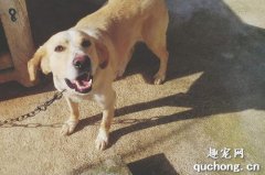 <b>狗狗见人就叫怎么制止?</b>