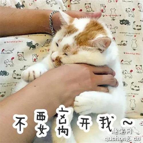 当猫咪换了新主人,它会伤心么?