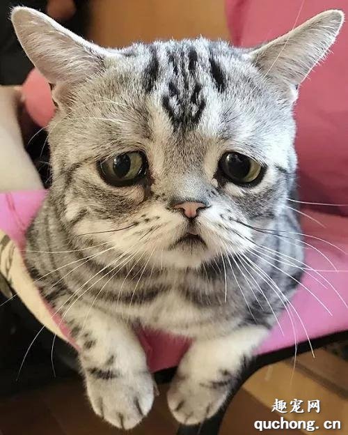 当猫咪换了新主人,它会伤心么?