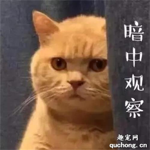 当猫咪换了新主人,它会伤心么?