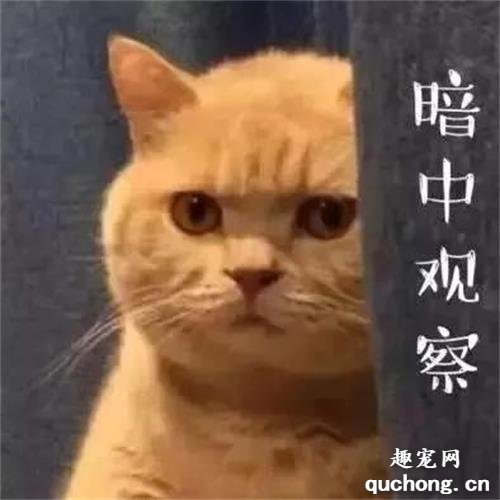 当猫咪换了新主人，它会伤心么？