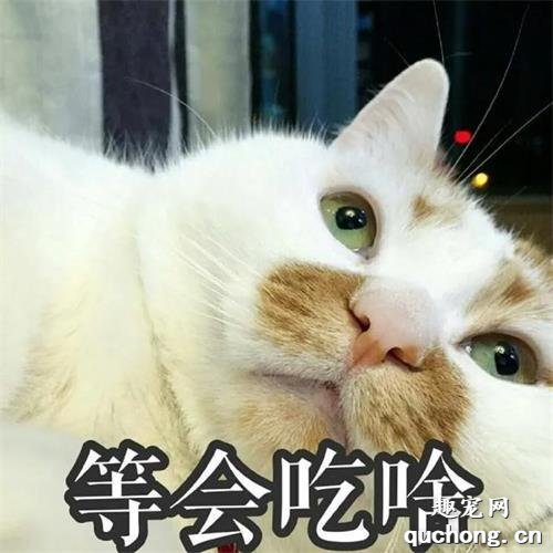 当猫咪换了新主人,它会伤心么?