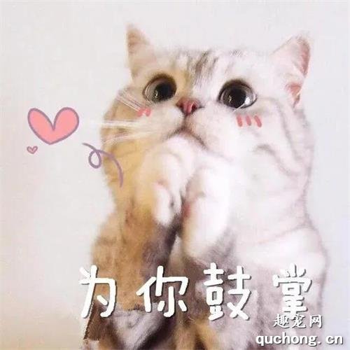 当猫咪换了新主人,它会伤心么?