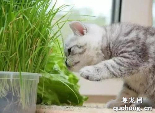如何让猫咪不吃植物?猫咪吃植物怎么制止?