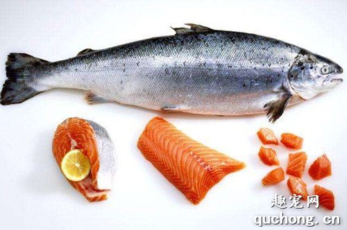 狗狗美毛的食物有什么,什么食物能够给狗狗美毛?