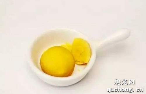 比熊增毛吃啥,比熊头发少如何增毛?