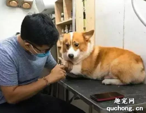 怎么给狗狗修剪脚趾甲?