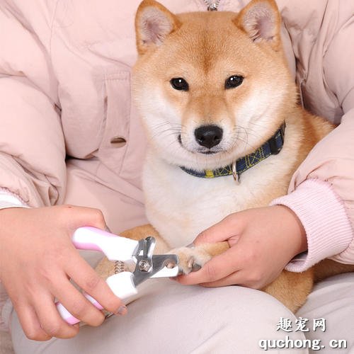怎么给狗狗修剪脚趾甲?