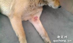 <b>狗狗伤口化脓如何消毒处理？</b>