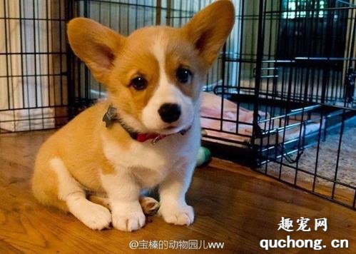 最适合家里养的小型犬有哪些?