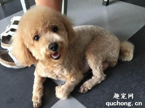 最适合家里养的小型犬有哪些?