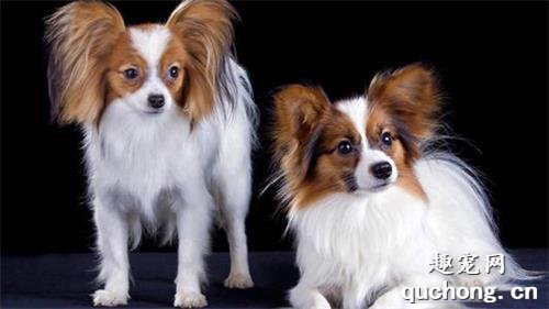 最适合家里养的小型犬有哪些?