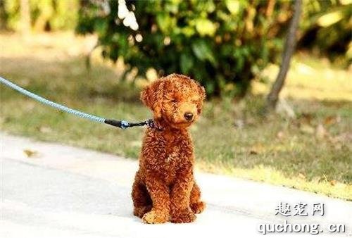 如何选择狗狗牵引绳的牌子,以及如何佩戴