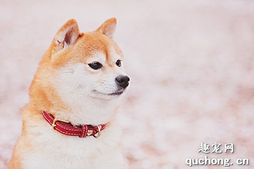 红药水擦柴犬耳螨有什么用?