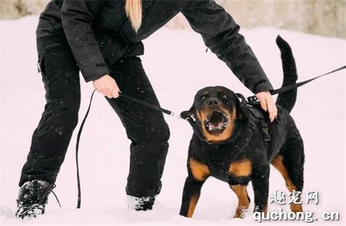 卡斯罗犬和罗威纳犬,谁才算是最好护卫犬?