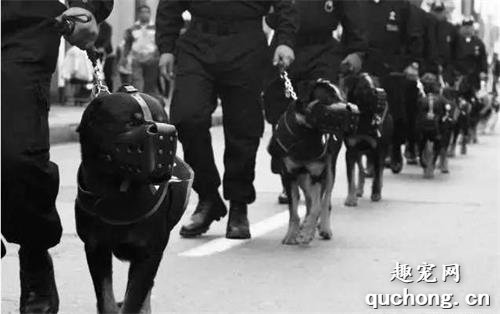 卡斯罗犬和罗威纳犬,谁才算是最好护卫犬?