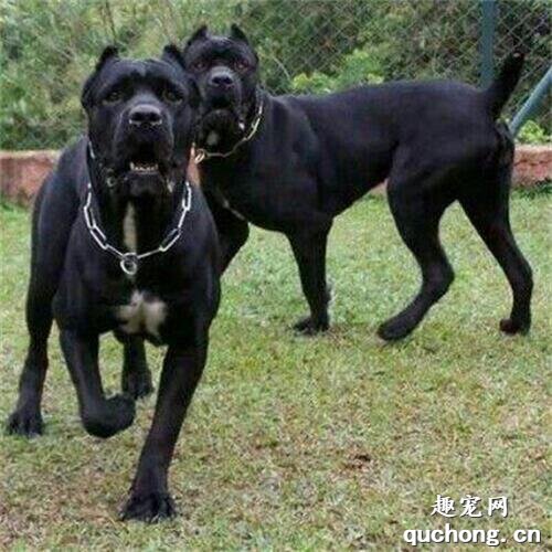 卡斯罗犬和罗威纳犬,谁才算是最好护卫犬?