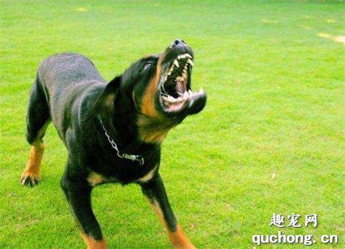 卡斯罗犬和罗威纳犬,谁才算是最好护卫犬?