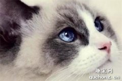 <b>布偶猫的眼睛都是蓝色的吗？可以通过眼睛来判断纯种！</b>
