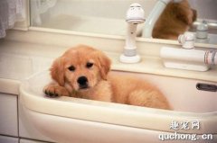 <b>一个月大的狗狗能洗澡吗？</b>