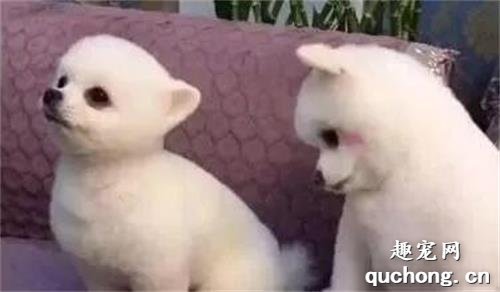 狗狗身上瘙痒会是什么原因?