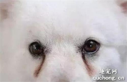 狗狗出现泪痕啦?如何预防和处理!
