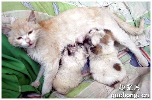 哺乳期的母猫为什么会吐 生产过后肠胃虚弱