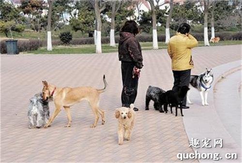 遛狗对狗狗有什么好处?