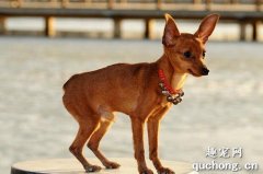 鹿犬智商排第几名 鹿犬的智商排名多少