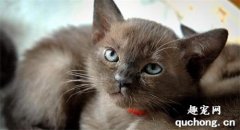 <b>缅甸猫性格怎么样 缅甸猫性格介绍</b>