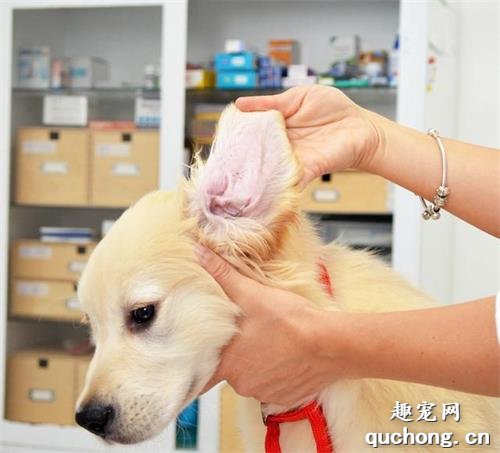 养狗家中最好是必备的这6种药品