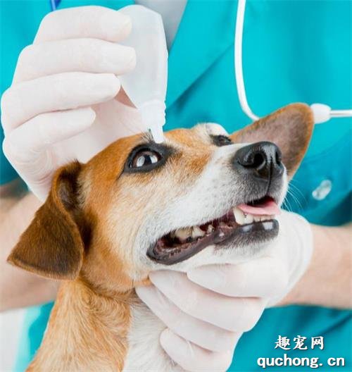 养狗家中最好是必备的这6种药品