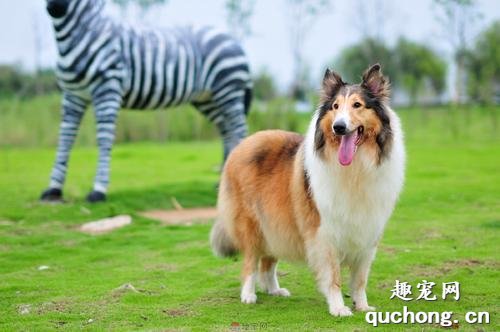 边牧跟苏牧全是牧羊犬,为何喜欢边牧的人多?