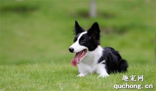 边牧跟苏牧全是牧羊犬,为何喜欢边牧的人多?