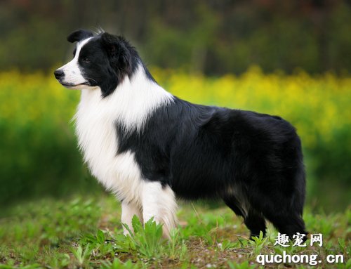 边牧跟苏牧全是牧羊犬,为何喜欢边牧的人多?