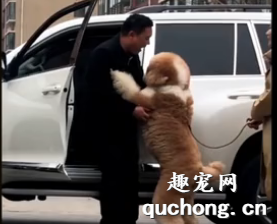 <b>狗狗在路边等下班的主人，看到主人的那一刻高兴的像个孩子一样！</b>