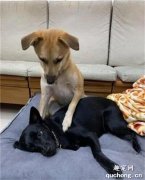 <b>狗妹怕打雷，哥哥一把揽入怀中，暖心守护…</b>